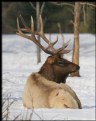 Picture Title - Wapiti