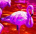 Picture Title - flamingo