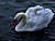 Swan