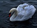 Picture Title - Swan