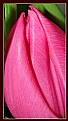 Picture Title - tulip.....