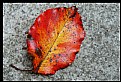 Picture Title - Leaf..without a life