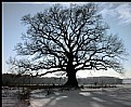 Picture Title - Oak