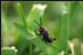 Picture Title - Immature Grasshopper