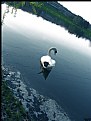 Picture Title - Swan