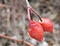 Picture Title - Red Berries 1