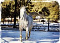 Picture Title - Horse In Snow