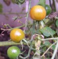 Picture Title - Tomatoes on the Vine