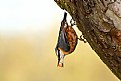 Picture Title - Nuthatch