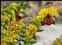 Picture Title - Monarchs