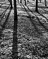 Picture Title - long shadows, long lines