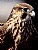 Hybrid Hawk at Meadowlark