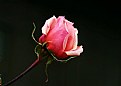 Picture Title - Happy Valentines Day Rose