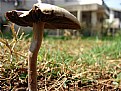 Picture Title - Mushroom  