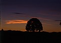 Picture Title - Oak Tree Sunset