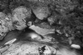 Picture Title - Streamside Detail, Bogong Creek B&W