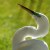 Bue Eyed Great White Egret
