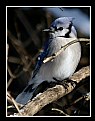 Picture Title - Blue Jay