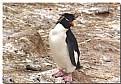 Picture Title - Rock Hopper Penguin
