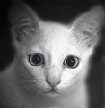 Picture Title - White Cat