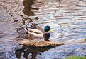 Picture Title - Enjoying Spring In The Pond