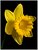 Daffodil