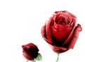 Picture Title - Red Rose