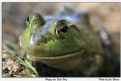 Picture Title - Happy the Bull Frog