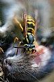 Picture Title - Wasp eats mouse...