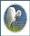 Picture Title -   Great Egret  