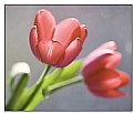 Picture Title - pink tulip