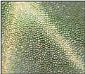 Picture Title - Cyclamen Leaf