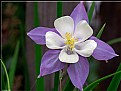 Picture Title - Blue Columbine 2