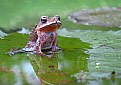 Picture Title - toad in a pond