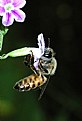 Picture Title - bee