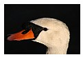 Picture Title - Swan