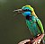 Bee Eater #2