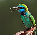 Picture Title - Bee Eater #2