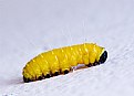 Picture Title - The Yellow bug...