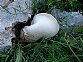 Picture Title - Pleurotus Nebrodensis