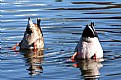 Picture Title - Diving Ducks