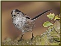 Picture Title - Long Tailed Tit 