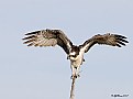 Picture Title - Osprey