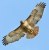 Red Tailed Hawk