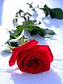 Picture Title - Rose 1