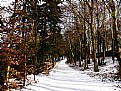 Picture Title - Winter Woodland