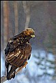 Picture Title - Golden eagle in snowy weather