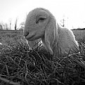 Picture Title - La pecorella smarrita...