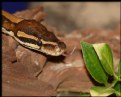 Picture Title - Ball Python