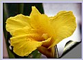 Picture Title - Yellow Canna